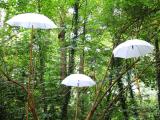 Sous bois 11 * 4000 x 3000 * (4.75MB)